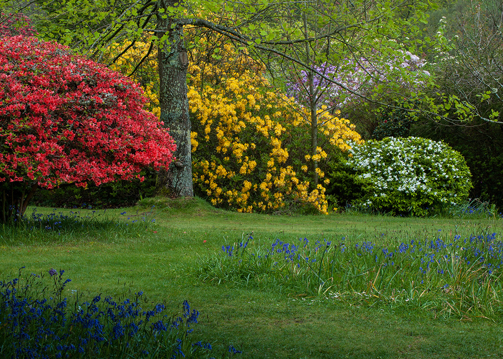 Furzey Gardens New Forest April Colours 1